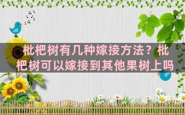 枇杷树有几种嫁接方法？枇杷树可以嫁接到其他果树上吗