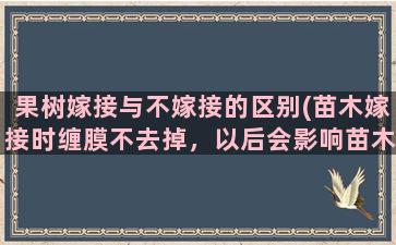 果树嫁接与不嫁接的区别(苗木嫁接时缠膜不去掉，以后会影响苗木生长吗)