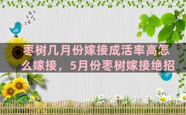 枣树几月份嫁接成活率高怎么嫁接，5月份枣树嫁接绝招