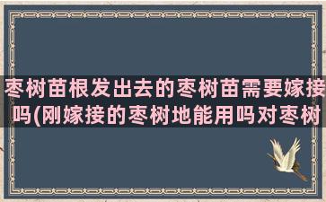 枣树苗根发出去的枣树苗需要嫁接吗(刚嫁接的枣树地能用吗对枣树有影响没)