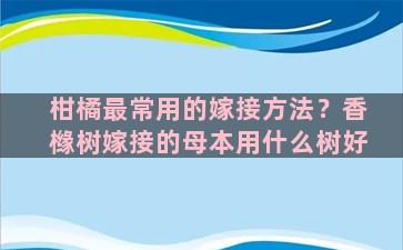 柑橘最常用的嫁接方法？香橼树嫁接的母本用什么树好