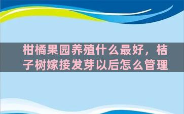 柑橘果园养殖什么最好，桔子树嫁接发芽以后怎么管理