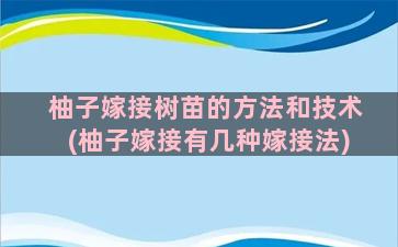 柚子嫁接树苗的方法和技术(柚子嫁接有几种嫁接法)