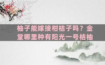 柚子能嫁接柑桔子吗？金堂哪里种有阳光一号桔柚