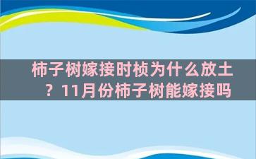 柿子树嫁接时桢为什么放土？11月份柿子树能嫁接吗