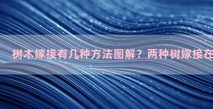 树木嫁接有几种方法图解？两种树嫁接在一起的方法