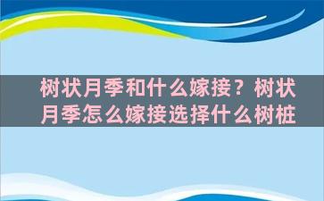 树状月季和什么嫁接？树状月季怎么嫁接选择什么树桩