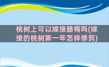 桃树上可以嫁接腊梅吗(嫁接的桃树第一年怎样修剪)