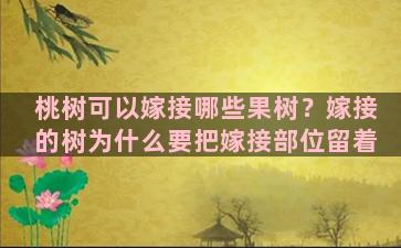 桃树可以嫁接哪些果树？嫁接的树为什么要把嫁接部位留着