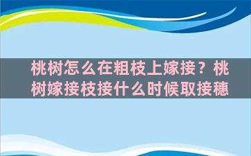 桃树怎么在粗枝上嫁接？桃树嫁接枝接什么时候取接穗