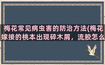 梅花常见病虫害的防治方法(梅花嫁接的桃本出现碎木屑，流胶怎么处理)