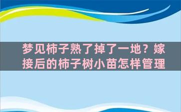 梦见柿子熟了掉了一地？嫁接后的柿子树小苗怎样管理