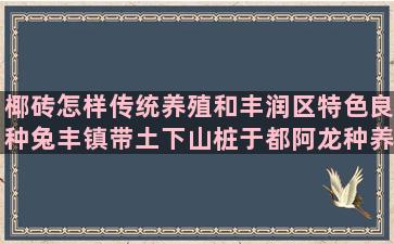 椰砖怎样传统养殖和丰润区特色良种兔丰镇带土下山桩于都阿龙种养合作社