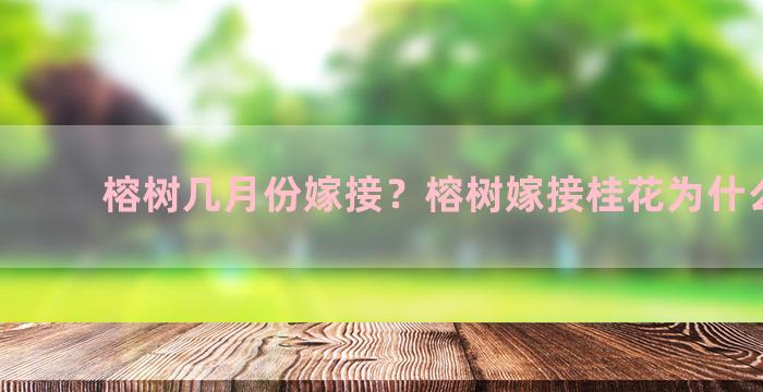 榕树几月份嫁接？榕树嫁接桂花为什么不活