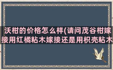 沃柑的价格怎么样(请问茂谷柑嫁接用红橘粘木嫁接还是用枳壳粘木嫁接哪个产量品质好)