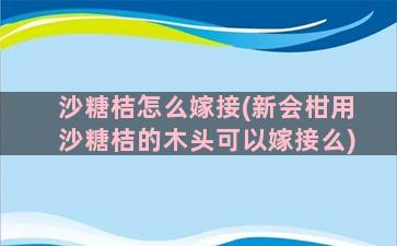 沙糖桔怎么嫁接(新会柑用沙糖桔的木头可以嫁接么)