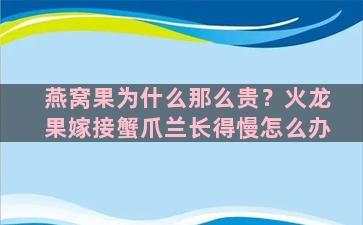 燕窝果为什么那么贵？火龙果嫁接蟹爪兰长得慢怎么办