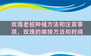 玫瑰老桩种植方法和注意事项，玫瑰的嫁接方法和时间