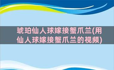 琥珀仙人球嫁接蟹爪兰(用仙人球嫁接蟹爪兰的视频)