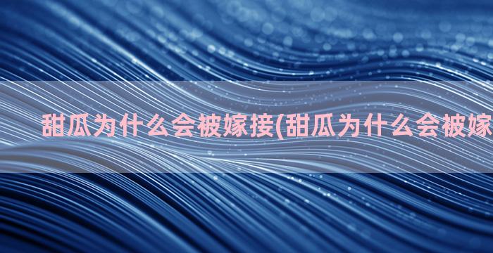 甜瓜为什么会被嫁接(甜瓜为什么会被嫁接成果实)