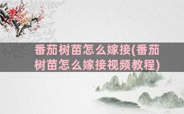 番茄树苗怎么嫁接(番茄树苗怎么嫁接视频教程)