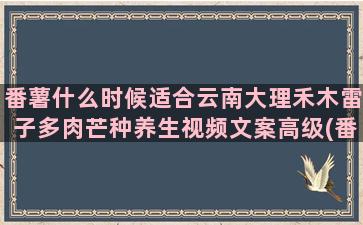 番薯什么时候适合云南大理禾木雷子多肉芒种养生视频文案高级(番薯叶适合什么时候种植)