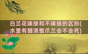 白兰花嫁接和不嫁接的区别(水里有醋浇蟹爪兰会不会死)