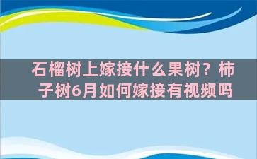 石榴树上嫁接什么果树？柿子树6月如何嫁接有视频吗