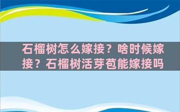 石榴树怎么嫁接？啥时候嫁接？石榴树活芽苞能嫁接吗