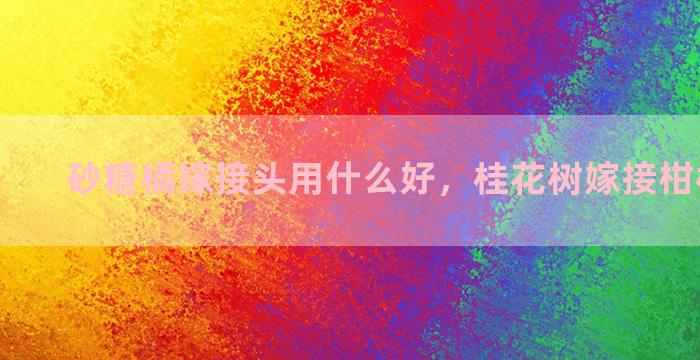 砂糖橘嫁接头用什么好，桂花树嫁接柑橘能活吗