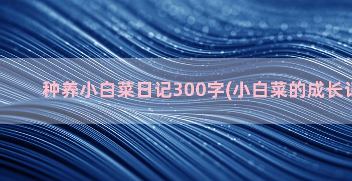 种养小白菜日记300字(小白菜的成长记录日记)