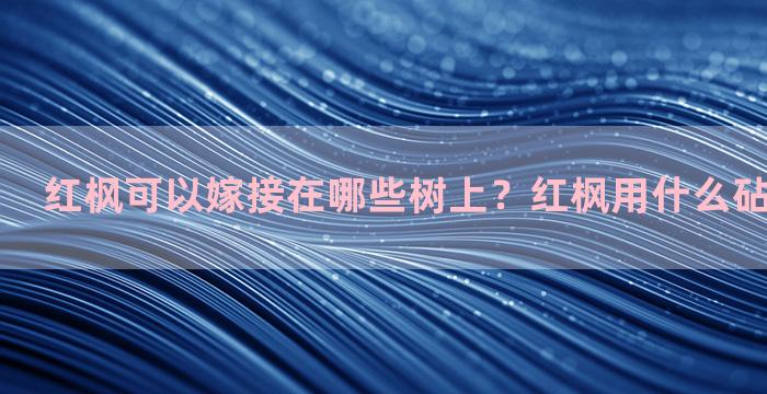 红枫可以嫁接在哪些树上？红枫用什么砧木嫁接最好