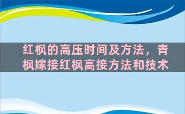 红枫的高压时间及方法，青枫嫁接红枫高接方法和技术