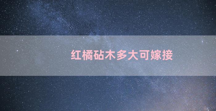 红橘砧木多大可嫁接