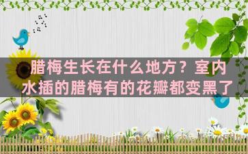 腊梅生长在什么地方？室内水插的腊梅有的花瓣都变黑了