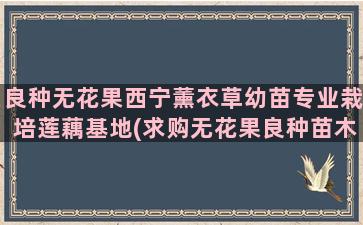 良种无花果西宁薰衣草幼苗专业栽培莲藕基地(求购无花果良种苗木)