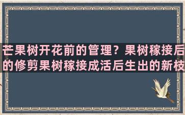 芒果树开花前的管理？果树稼接后的修剪果树稼接成活后生出的新枝条怎么修剪