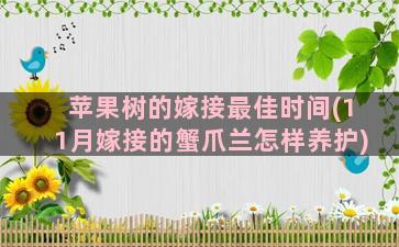 苹果树的嫁接最佳时间(11月嫁接的蟹爪兰怎样养护)