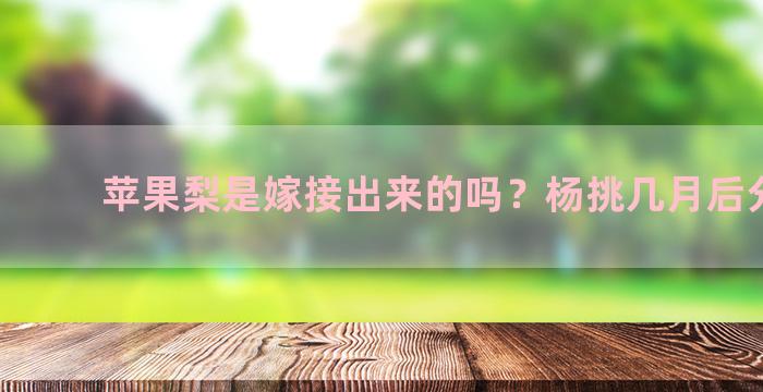 苹果梨是嫁接出来的吗？杨挑几月后分接果