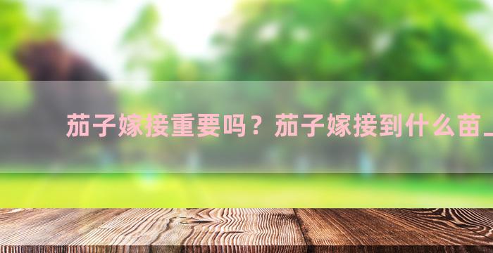 茄子嫁接重要吗？茄子嫁接到什么苗上最好