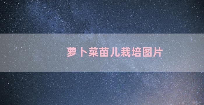 萝卜菜苗儿栽培图片