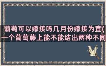 葡萄可以嫁接吗几月份嫁接为宜(一个葡萄藤上能不能结出两种不同颜色的葡萄)