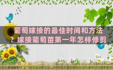 葡萄嫁接的最佳时间和方法？嫁接葡萄苗第一年怎样修剪