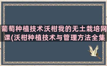 葡萄种植技术沃柑我的无土栽培网课(沃柑种植技术与管理方法全集)