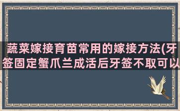 蔬菜嫁接育苗常用的嫁接方法(牙签固定蟹爪兰成活后牙签不取可以吗)