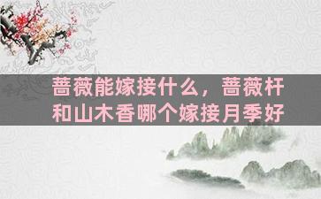 蔷薇能嫁接什么，蔷薇杆和山木香哪个嫁接月季好