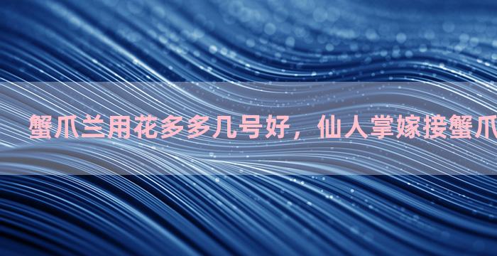 蟹爪兰用花多多几号好，仙人掌嫁接蟹爪兰冬季施肥