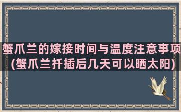 蟹爪兰的嫁接时间与温度注意事项(蟹爪兰扦插后几天可以晒太阳)