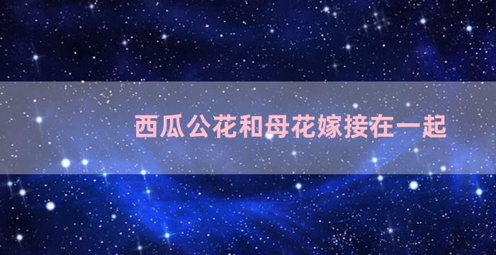 西瓜公花和母花嫁接在一起