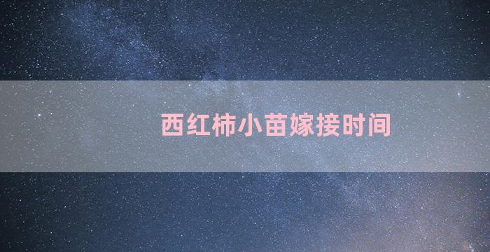 西红柿小苗嫁接时间